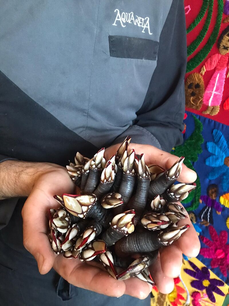 Percebes da nossa costa