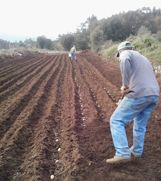 Plantação de batatas no falgar.