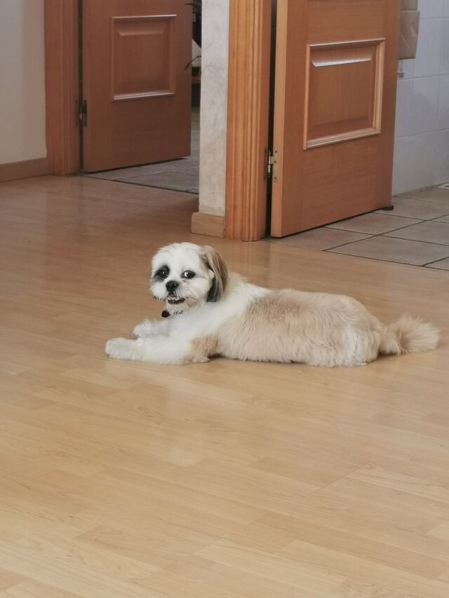 Yo me llamo Bruno 🤗