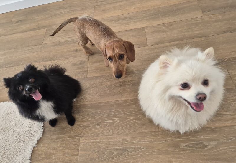 Kenzo, Pepe y Calvin 🐾