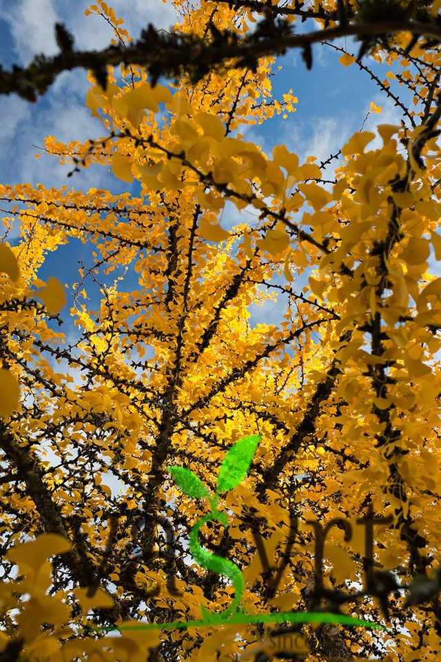 GINKO BILBOA – DRVOREŽNJASTI GINKO – JAPANSKA LIJESKA