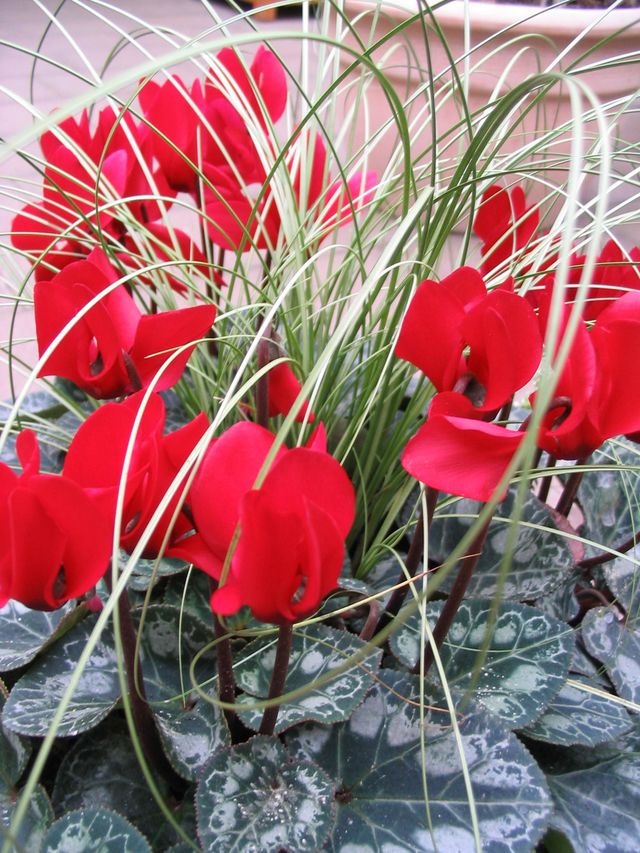 Ciklama
Znanstveni naziv: Cyclamen Viša klasifikacija: Cyclamineae