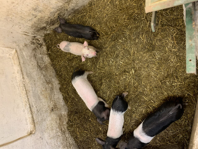 Eigene Zucht von Angler Sattel Schweinen