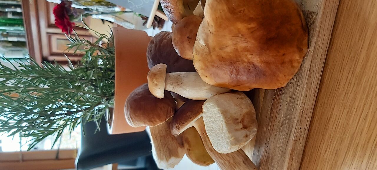 erfolgreich haben wir wunderschöne Steinpilze gefunden 