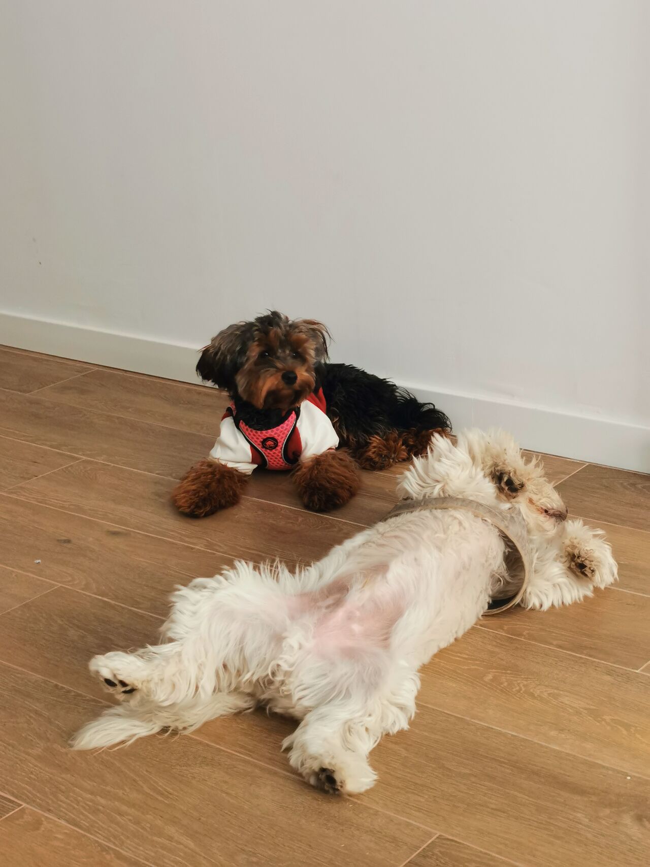 Pufy y Merceditas 🐾