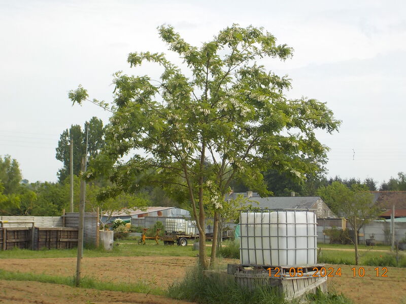 Arbre Acacia N°1