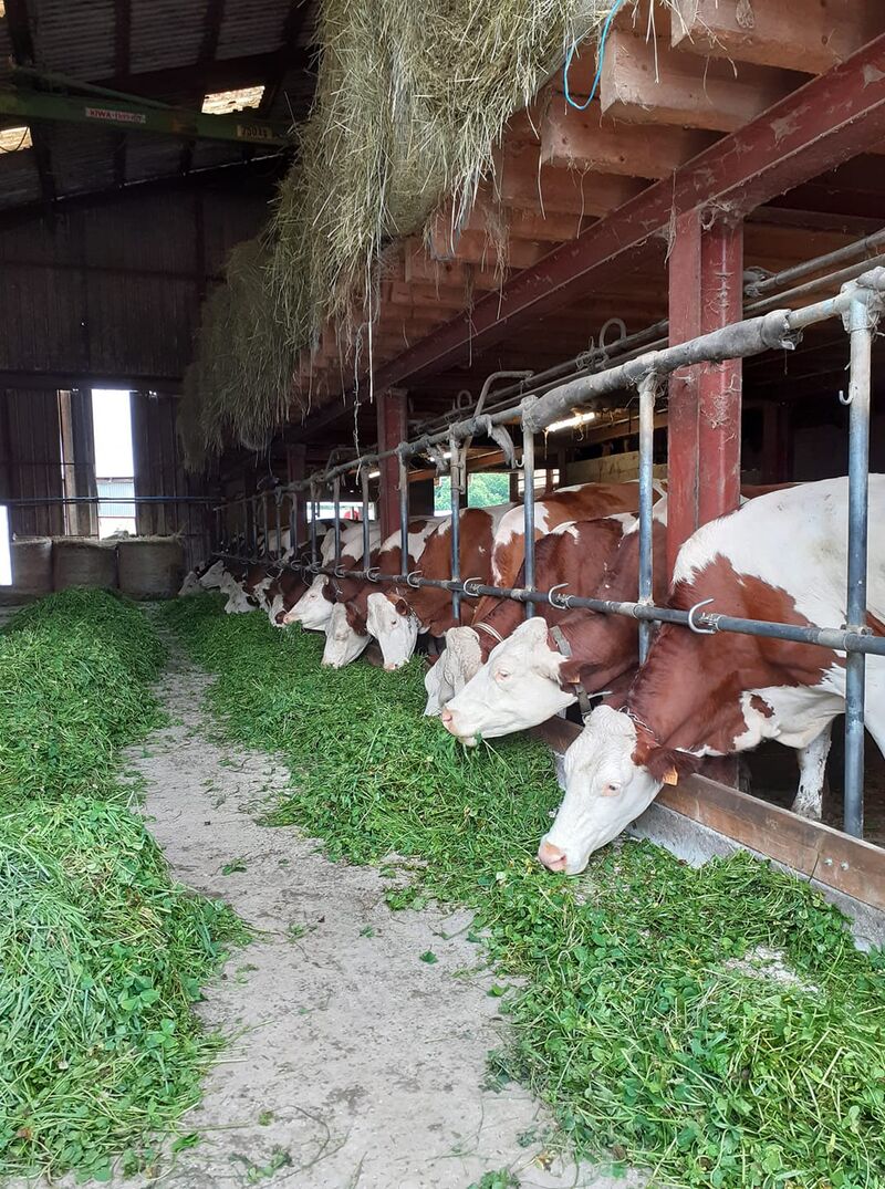 Nos vaches laitières