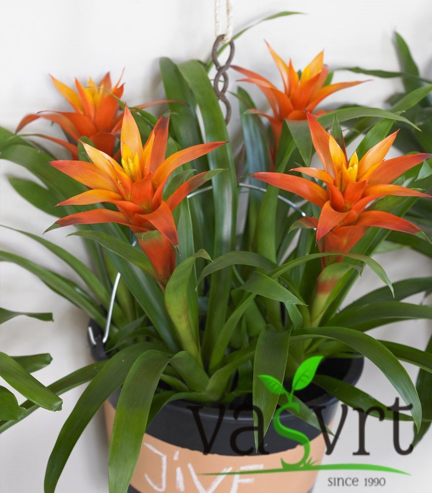 Guzmania