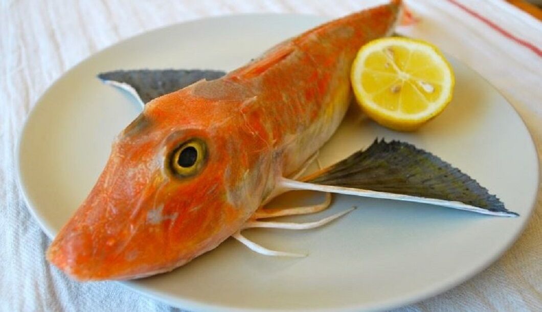 Kırlangıç Balığı - Sea-robins