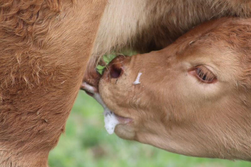 Hum il est bon le lait !