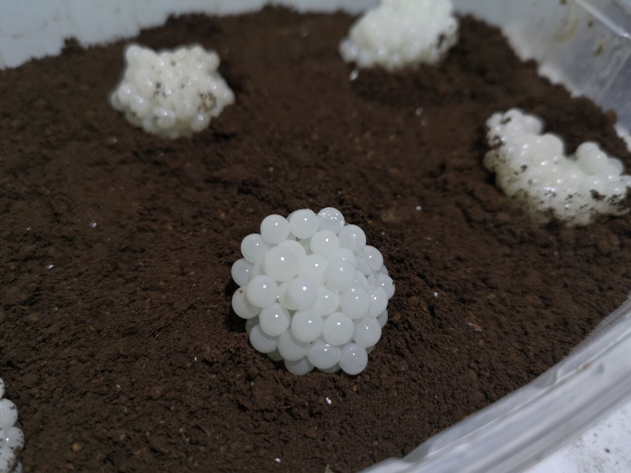 Naissains d'escargots