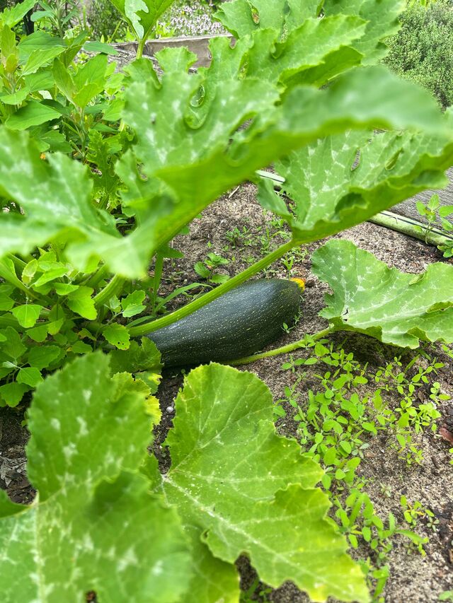 Les courgettes du jardin