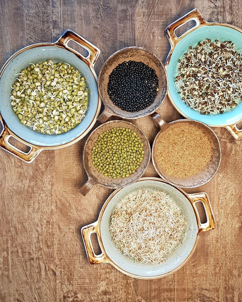 Selbstgezogenen Sprossen 