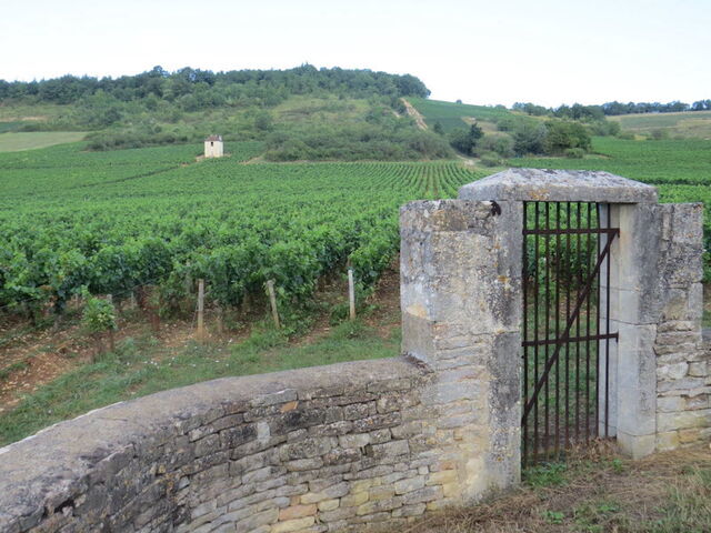Les vignes de Givry