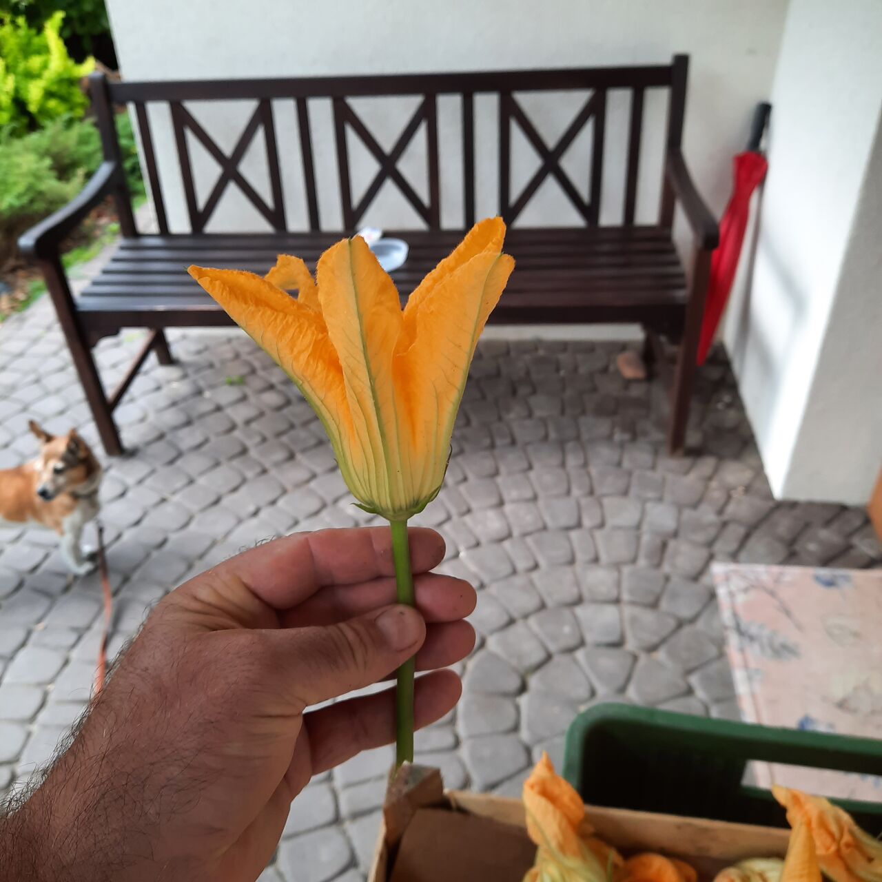 nowość w naszym menu
kwiaty cukinii w cieście lub tempurze
jak kto woli
