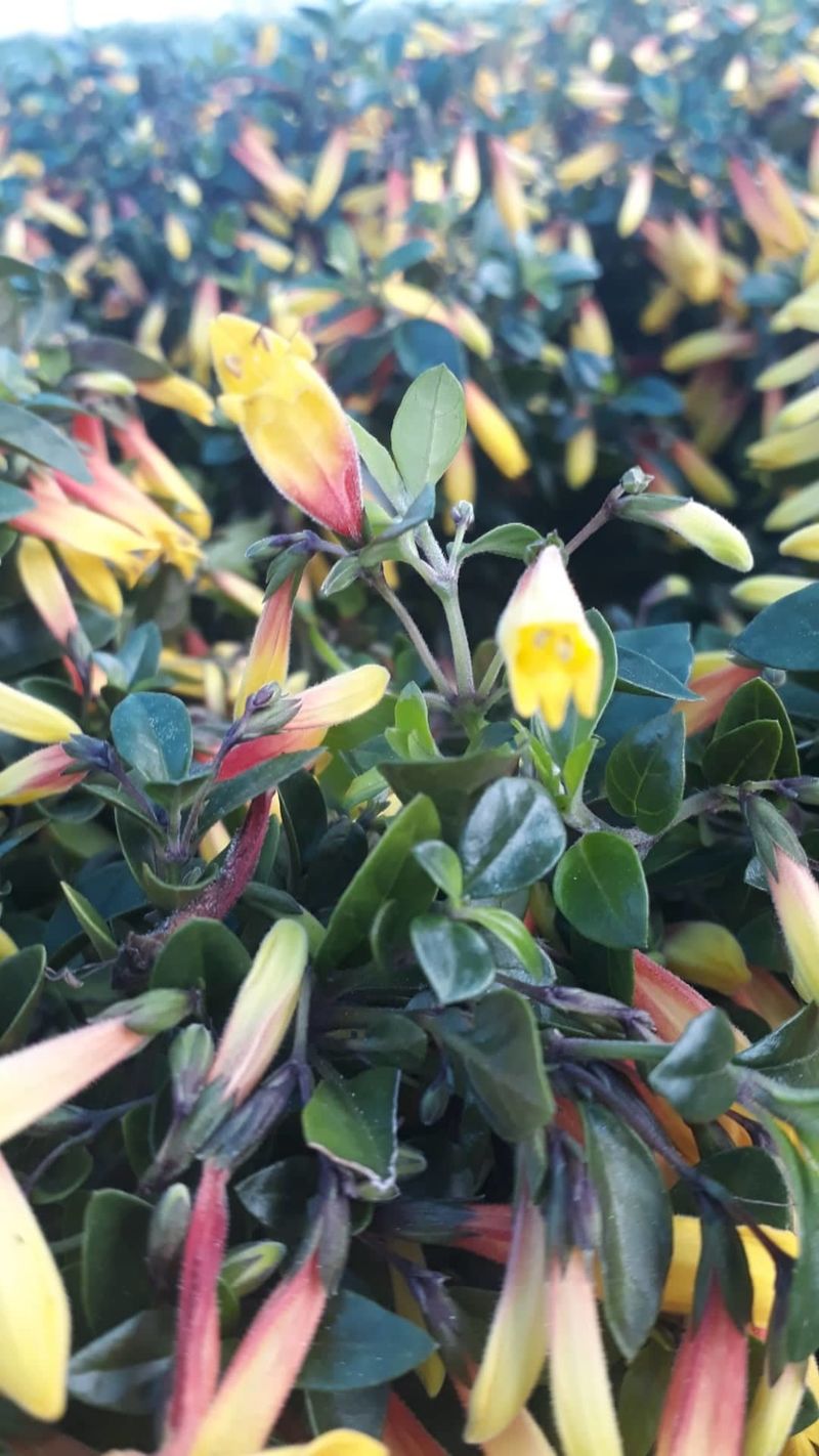 Jakobinia-Justicia rizzinii