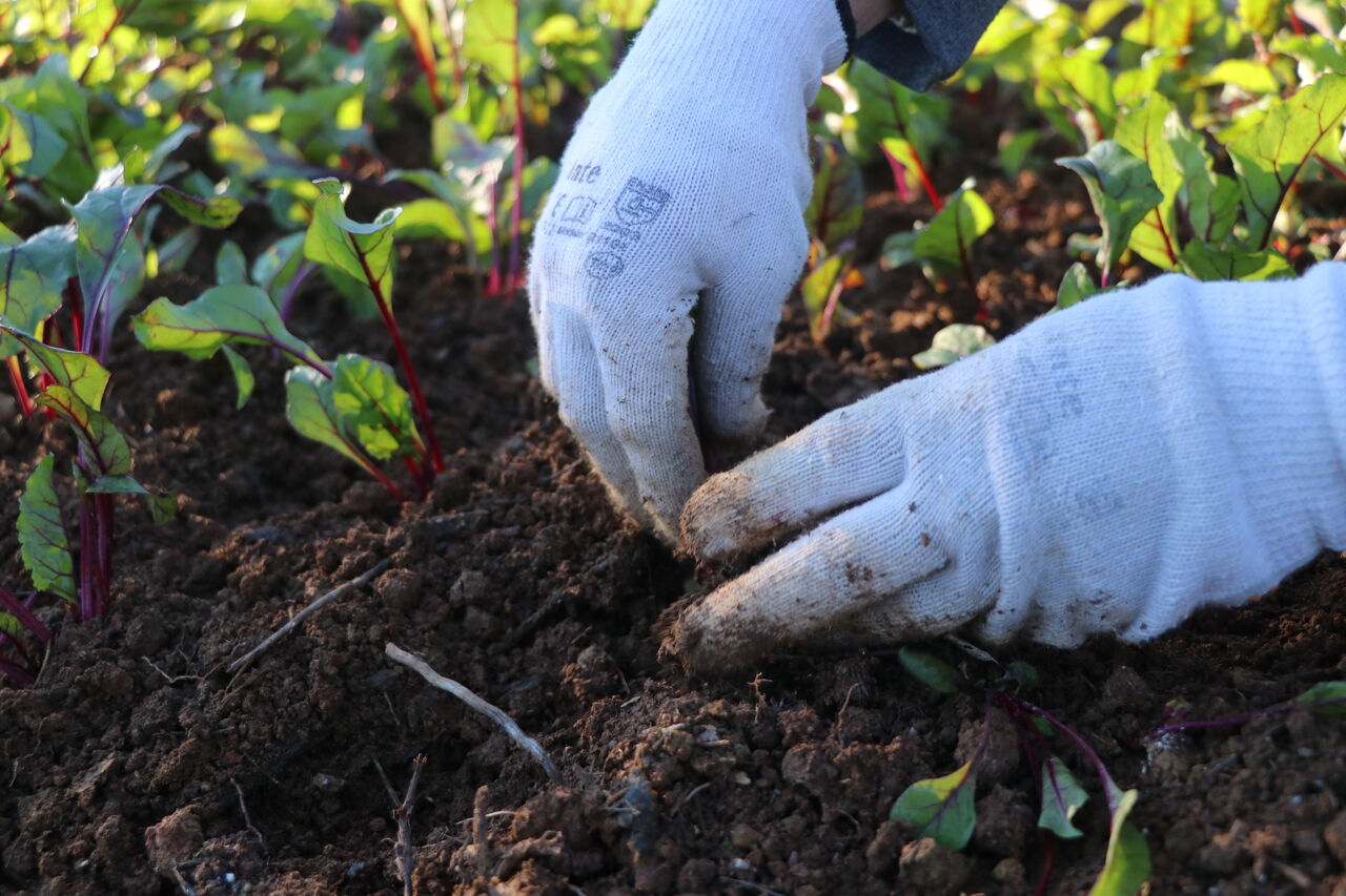 CULTIVAMOS OS MELHORES INGREDIENTES EM NOSSAS TERRAS, NA