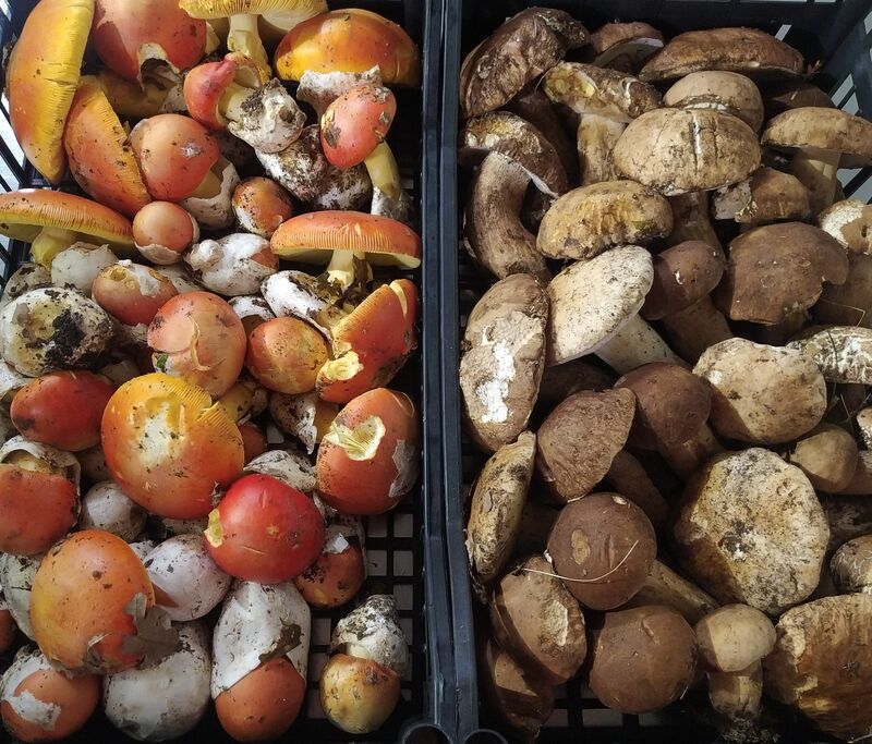 Funghi Ovoli e Porcini Origine Abruzzo