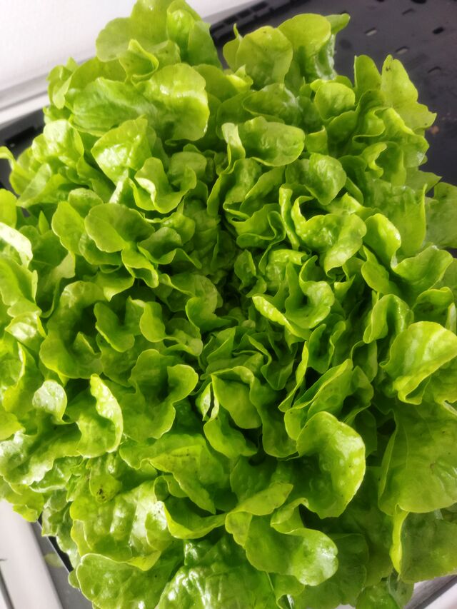 Salade feuille de chêne 1€ pce 