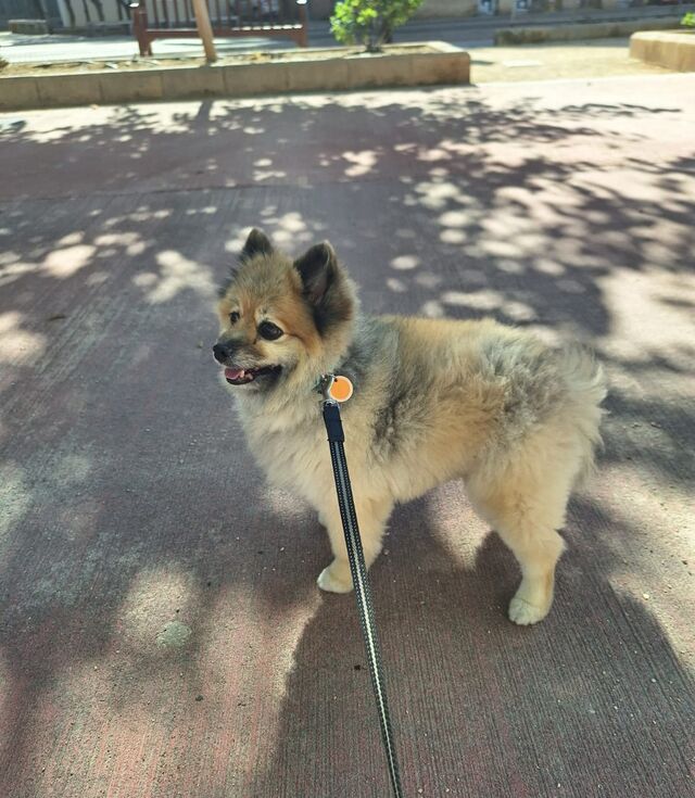 La princesita Sophie 🐾💗