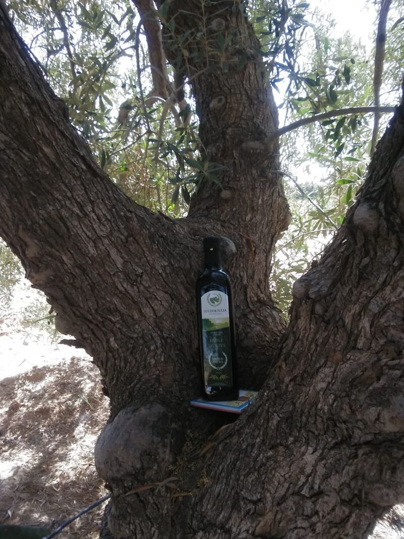 Bouteille d'huile dans le cœur d'un olivier taillé à 3 branches pour permettre le passage du vol d'un oiseau.Taillée ancestrale.