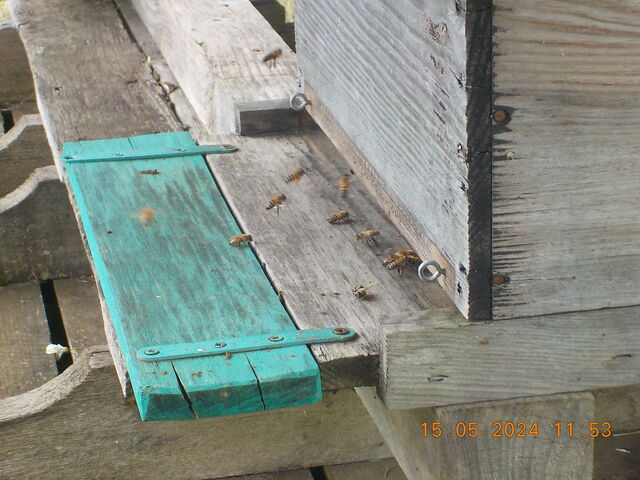 Planche d'envol N°1