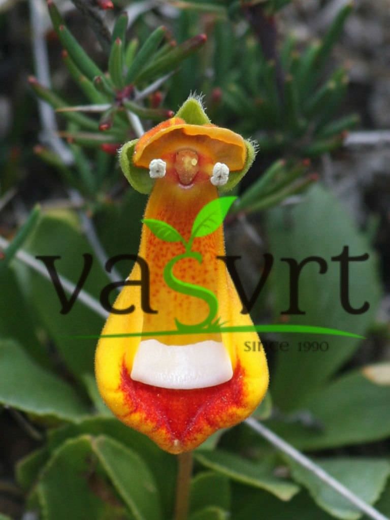 Papučica – Calceolaria