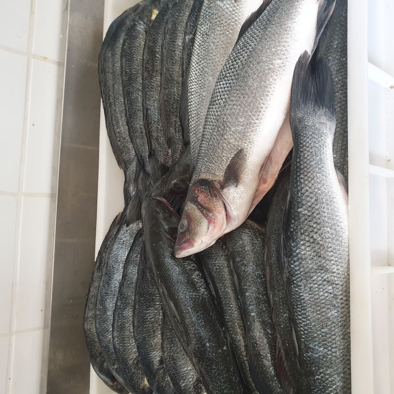 Arrivage poissons frais