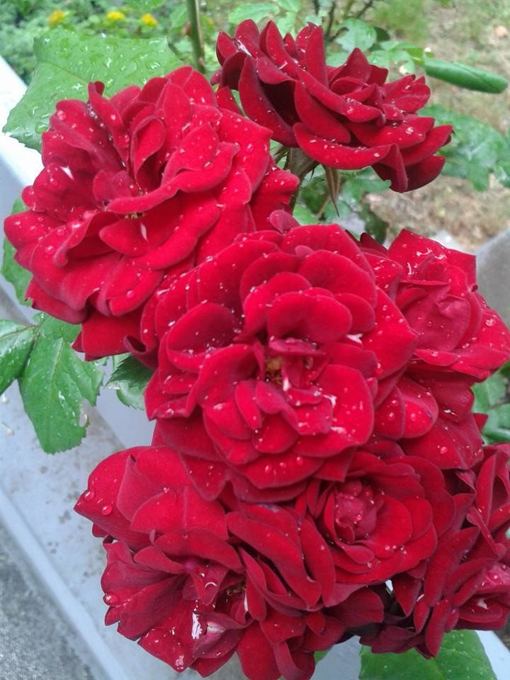 Mini Ruže
Miniature roses