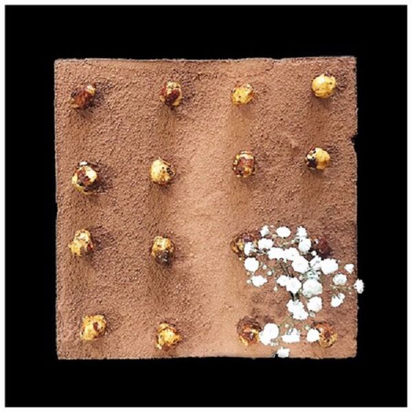 Royal : Dacquoise aux noisettes Croustillant praliné amandes Noisettes et Mousse au chocolat noir 66%