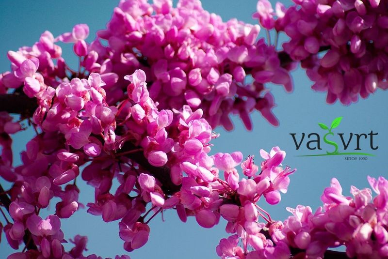 
Cercis siliquastrum (judić, judino drvo)