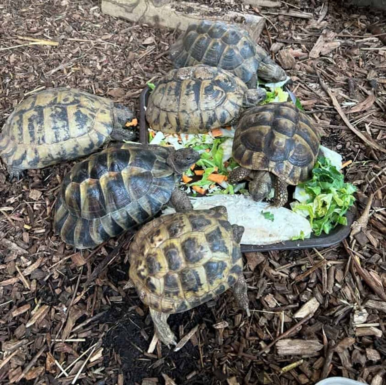 Glavna atrakcija za sve dobne skupine!