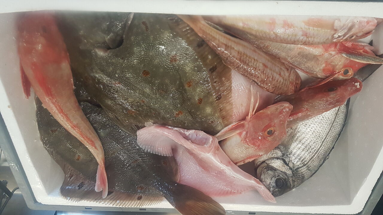 Nos poissons pour notre bouillabaisse 