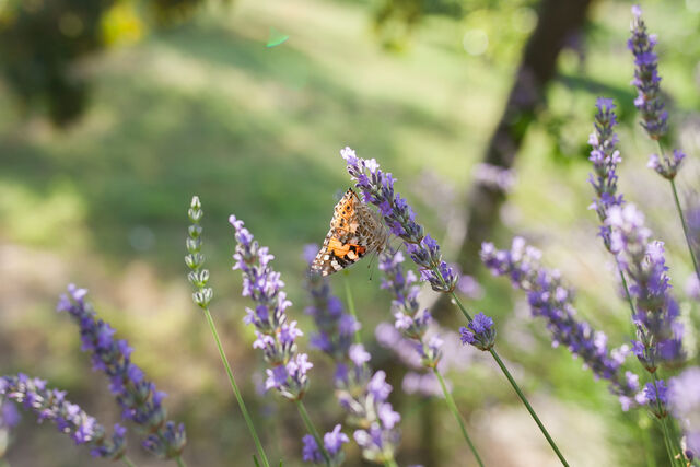 Flora and Fauna at - Konoba Maslina Pridraga