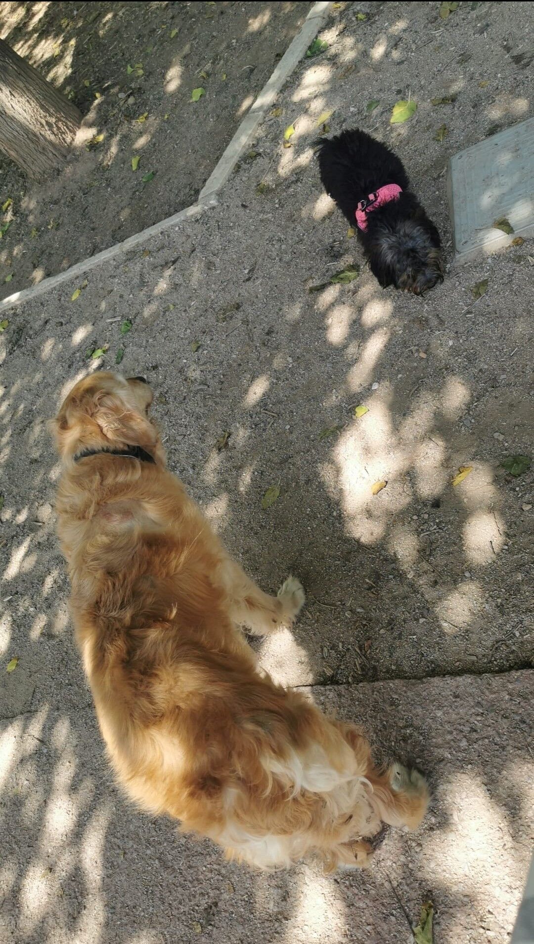 💕Merceditas y Maya en el Parque 🐾