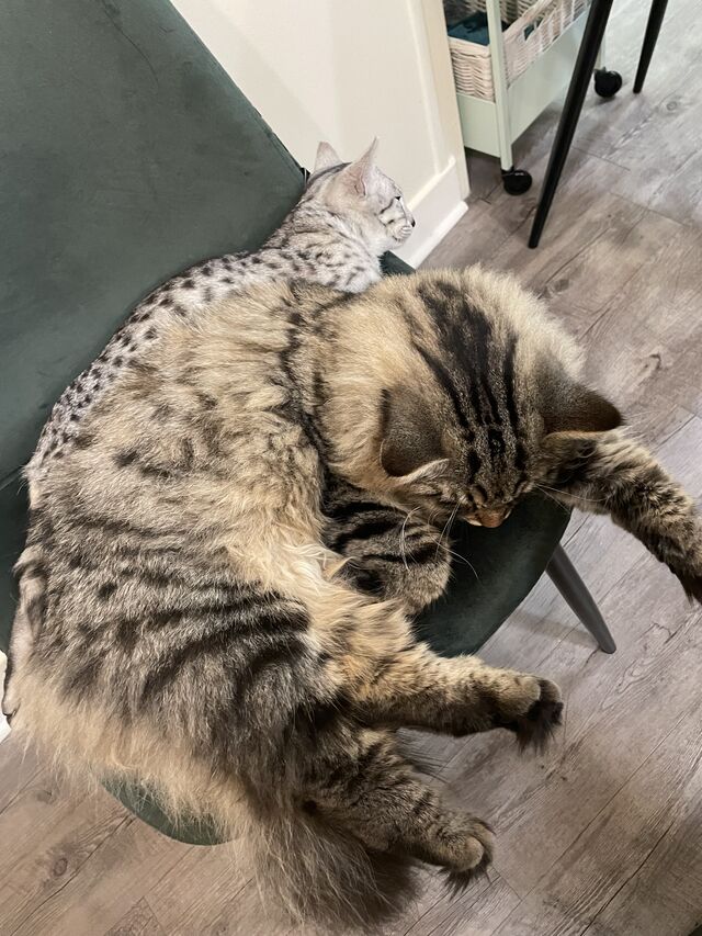 Moment de complicité féline au bar à chats