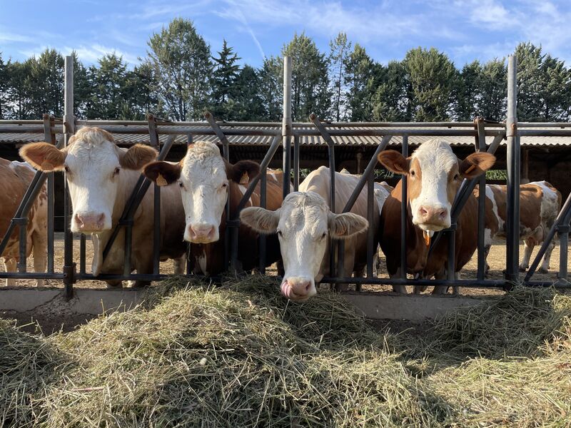 PANNACOTTA, PROMESSE,ROULOTTE & REVOLTÉE