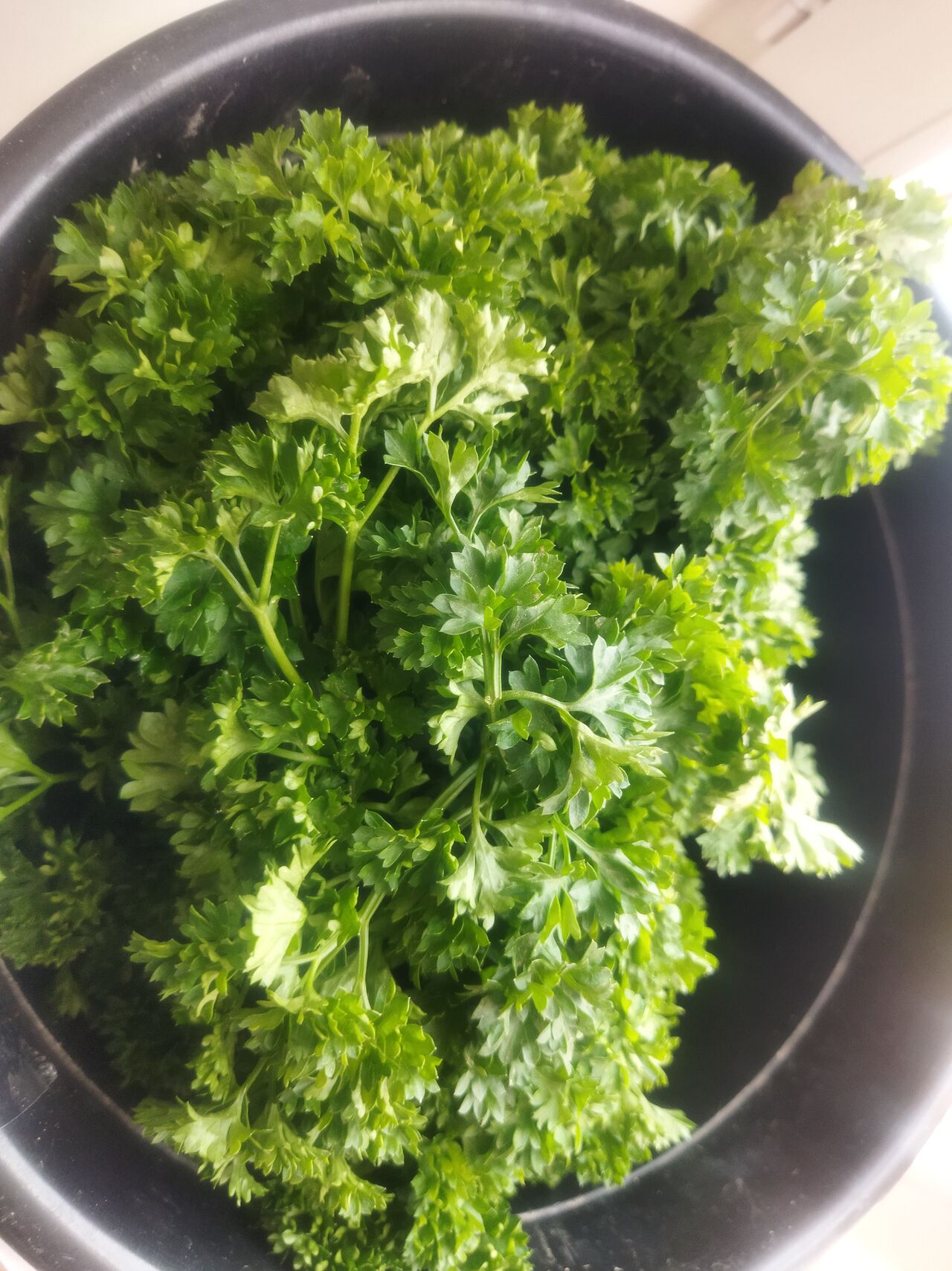 Persil 1.50 € la botte 100gr 