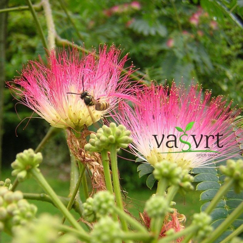 ALBIZIA JULIBRISSIN – SVILENO DRVO