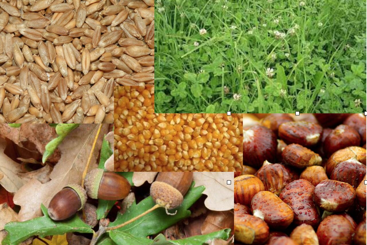 Comment sont élevés nos cochons ?