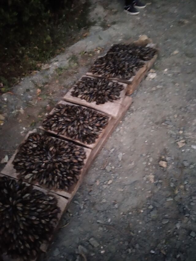 l'eclade de moule l'effet Boom!!!!!!!