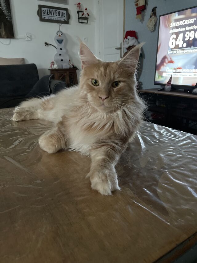 Roméo bb né chez nous reste en compagnie à l’élevage il est né en juillet 2020