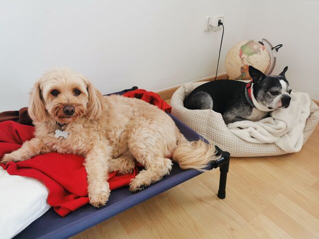 Oliver y Gypsy comparten cama 🤗