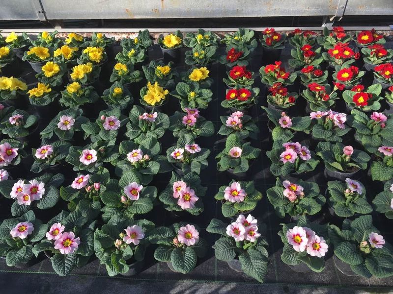 Jaglac
Znanstveni naziv: Primula Viša klasifikacija: Jaglačevke