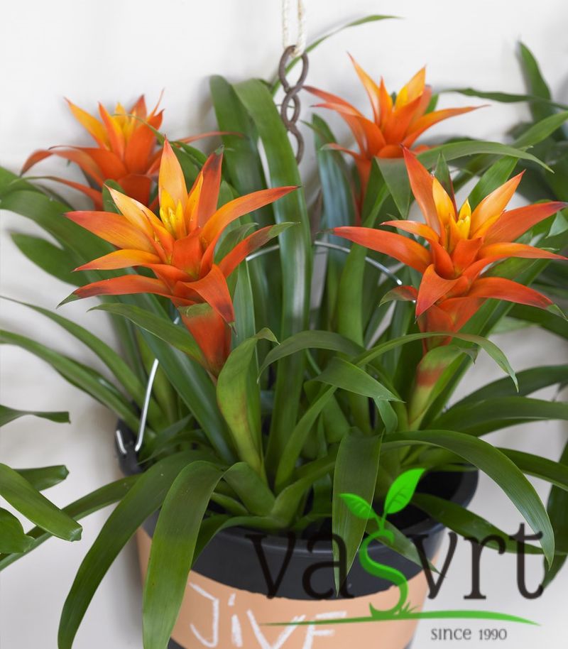 Guzmania