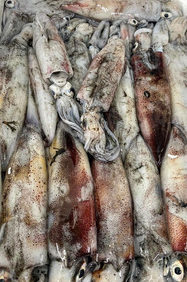 VERANO: ASÍ LLEGAN A CASA, AQUÍ NUESTROS CHIPIRONES FRESCOS