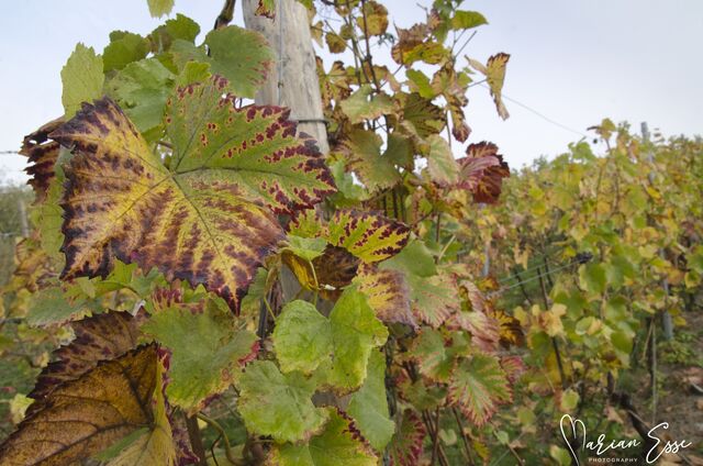La vigne au début de l'automne