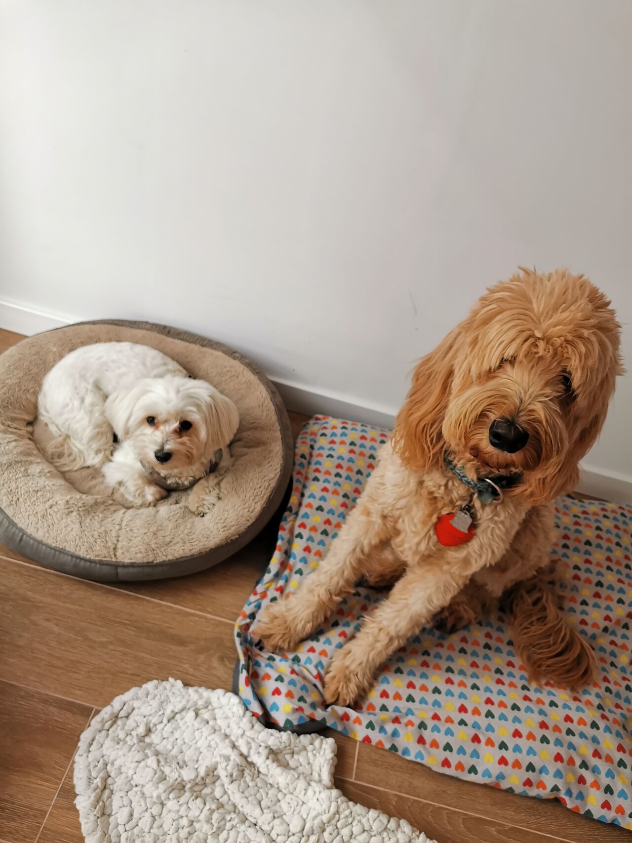 🐾Pufy y Sabie🐾