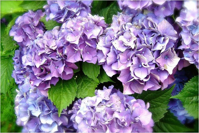 Hortenzija
Znanstveni naziv: Hydrangea
