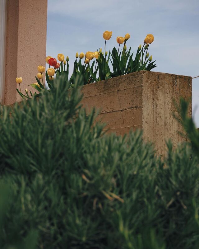 Nel nostro giardino, i tulipani sbocciano in tutta la loro bellezza: fiori spontanei nati da bulbi piantati oltre 50 anni fa.